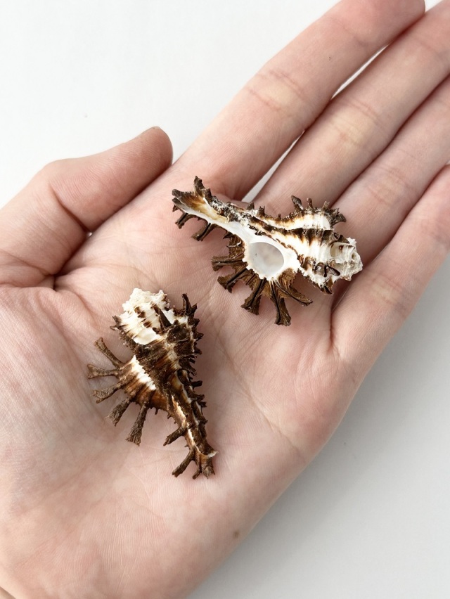 トゲナガイチョウガイ【約4～5cm/1個】 En:Homalocantha scorpio