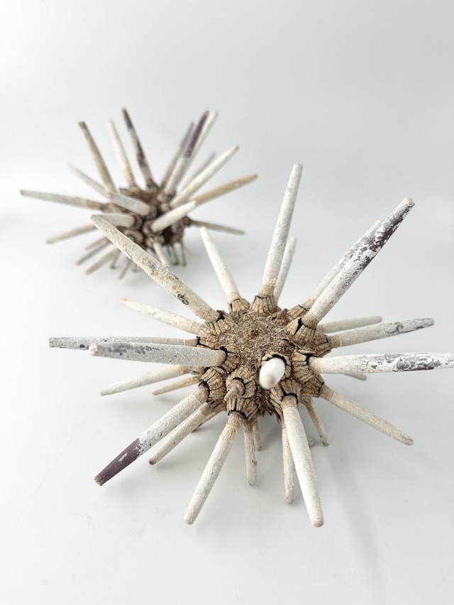 シーウーチンスプートニック-石灰質-（ミナミバクダンウニ）（トゲ