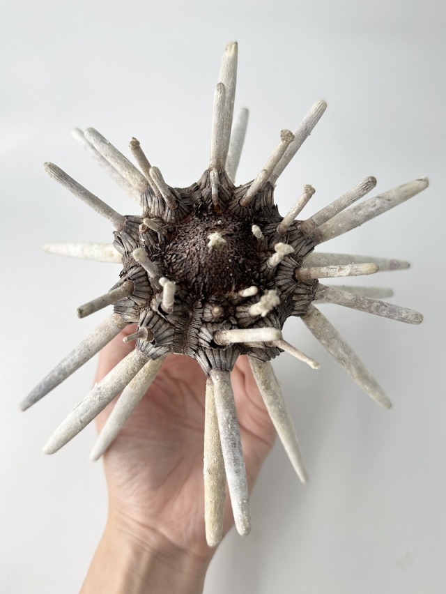 シーウーチンスプートニック-石灰質-（ミナミバクダンウニ）（トゲ