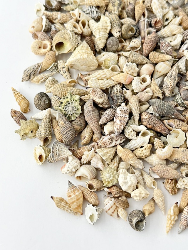 法螺貝　大きな巻貝 茶色とクリーム色のストライプ 法螺貝 大きな巻貝 茶色とクリーム色のストライプ