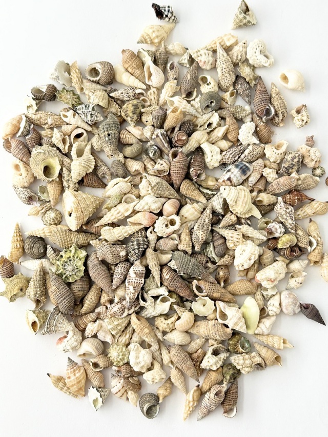 巻貝ミックス-ナチュラル-【約0.7～2.5cm】[メール便可-400gまで