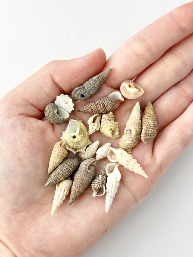 巻貝ミックス-ナチュラル-【約0.7～2.5cm】[メール便可-400gまで