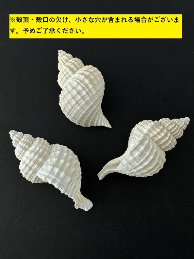 アヤボラL【10cm以上/5本入】 En: Oregon Triton (size: 10cmUP, per