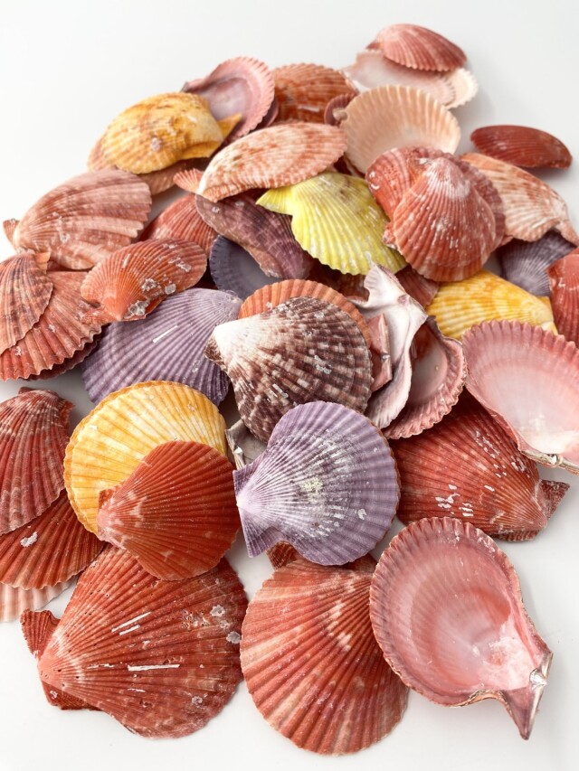 ヒオウギガイ片面(グラム売り)【約5～7cm/約500g】En: Pecten Nobilis