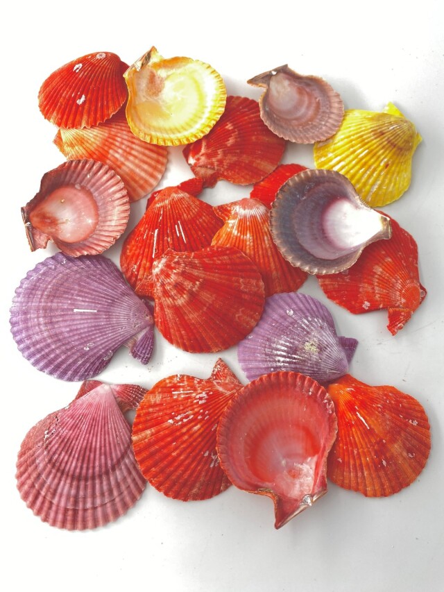 ヒオウギガイ片面(グラム売り)【約5～7cm/約500g】En: Pecten Nobilis