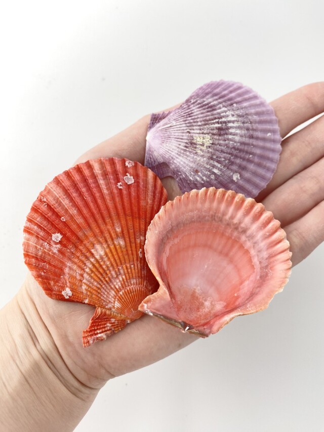 U*2様 【極美品】天然 貝殻 5点豪華セット（オウムガイ・ホネガイ・シノマキガ ヒオウギガイ片面(グラム売り)【約5～7cm/約500g】En: Pecten Nobilis