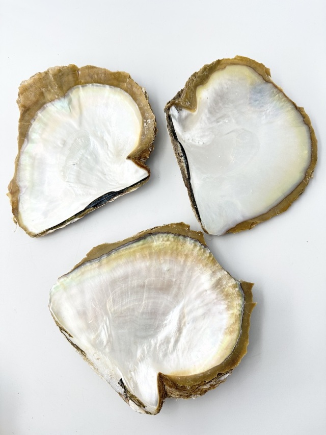 専用　①美　白蝶貝　シロチョウガイ　細密彫刻　貝細工　②2点　美　二枚貝 専用 ①美 白蝶貝 シロチョウガイ 細密彫刻 貝細工 ②2点 美 二枚貝