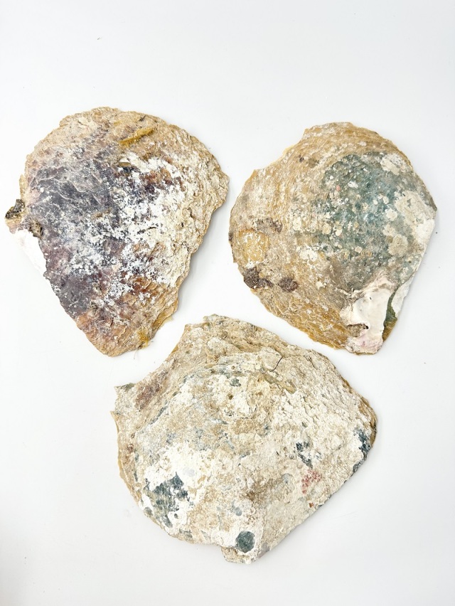 シロチョウガイ原貝(片面)【約15～18cm/1枚】En: White MOP