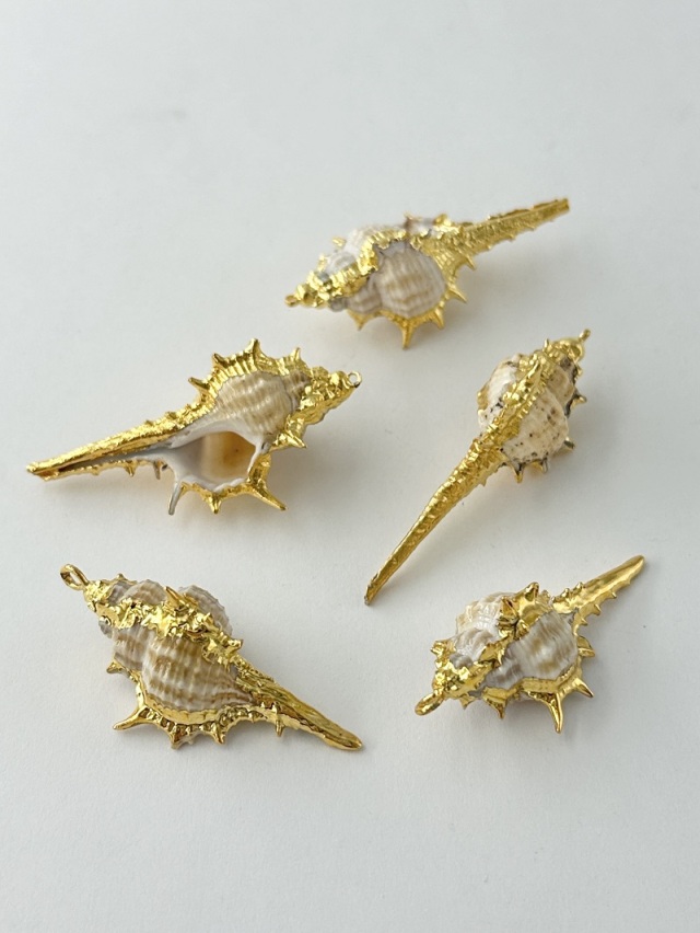 シェルチャーム - コアッキ（ゴールドエッジ）【約4.5～6.0cm】[メール