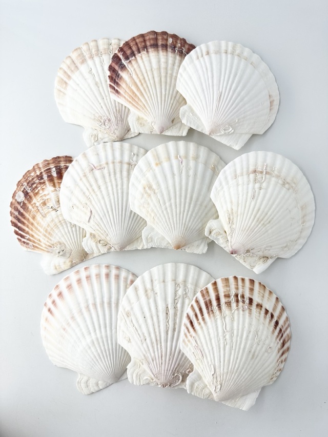 ホタテガイ【約11cm/10枚】 En: Japanese Scallop(size:11cm