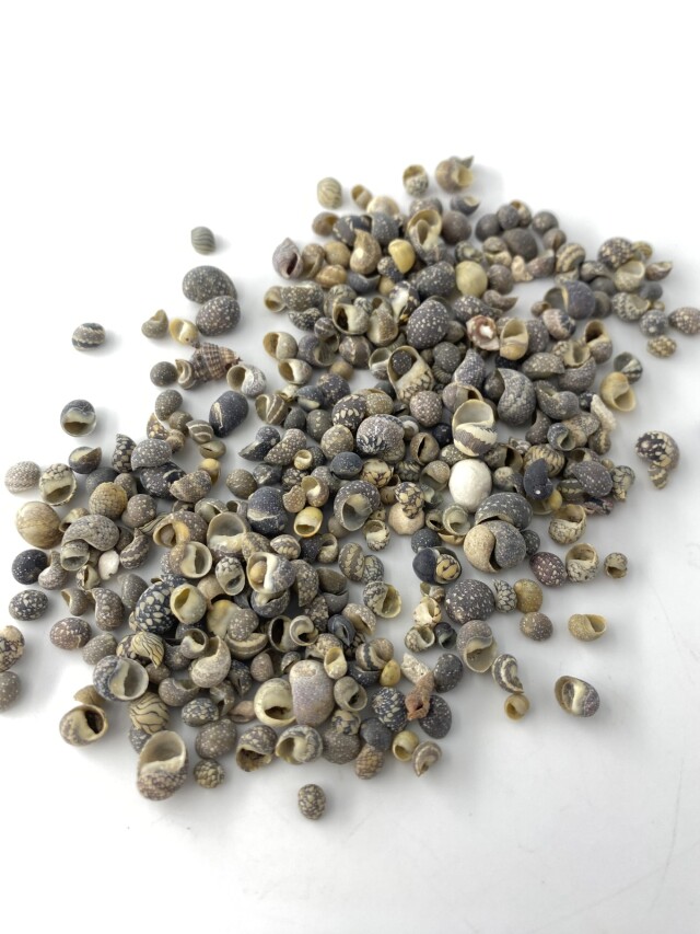 ネリチナ(アマオブネガイ科)【約0.3～1.0cm】[メール便可-500gまで