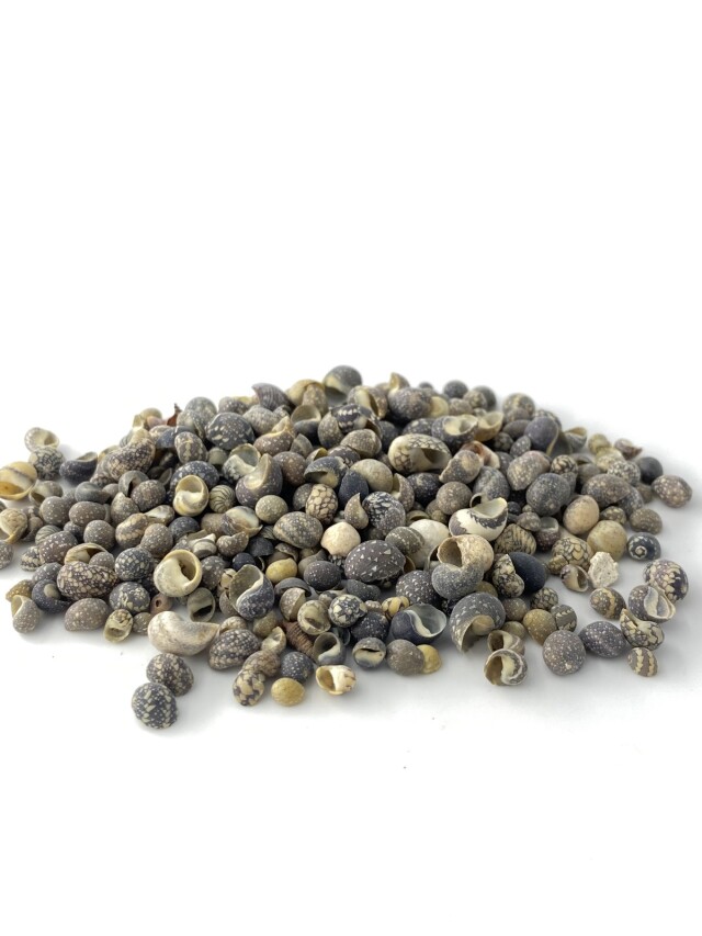 ネリチナ(アマオブネガイ科)【約0.3～1.0cm】[メール便可-500gまで