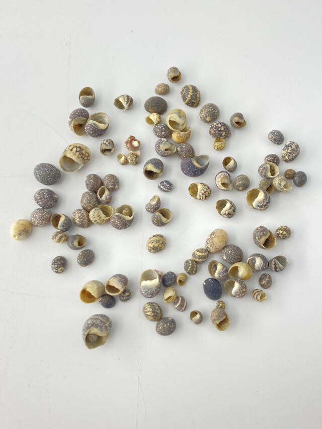 ネリチナ(アマオブネガイ科)【約0.3～1.0cm】[メール便可-500gまで