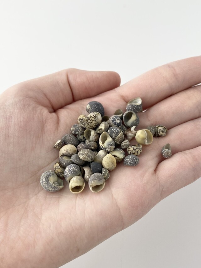 ネリチナ(アマオブネガイ科)【約0.3～1.0cm】[メール便可-500gまで