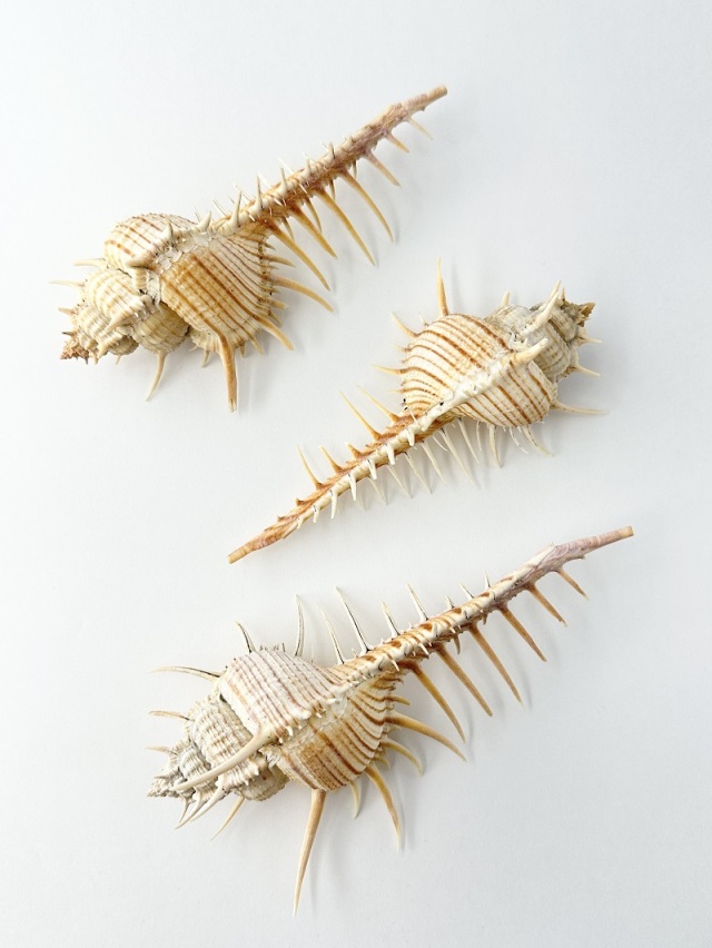 アクキガイ【約14～16cm/1個】 En: Murex troscheli (size:approx.14