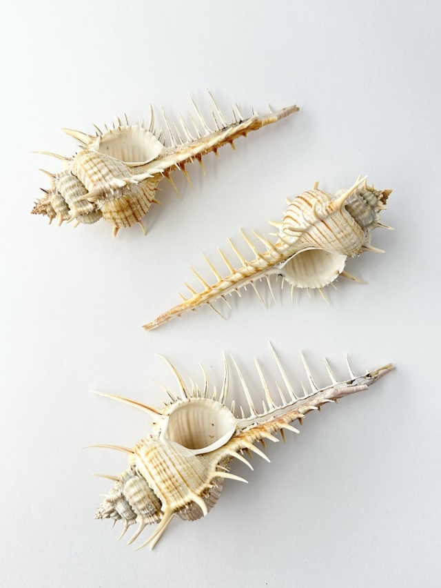 アクキガイ【約14～16cm/1個】 En: Murex troscheli (size:approx.14