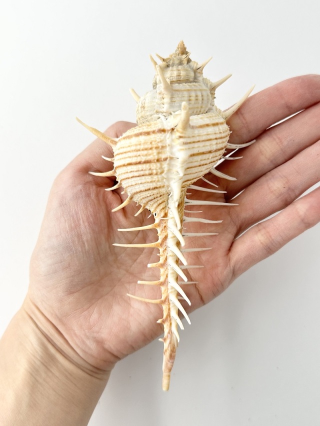 アクキガイ【約14～16cm/1個】 En: Murex troscheli (size:approx.14