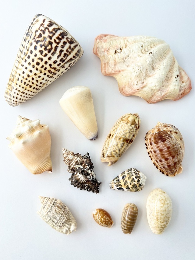 不思議発見セット【2～13cm程度/約12個】 En: Shells assorted(size