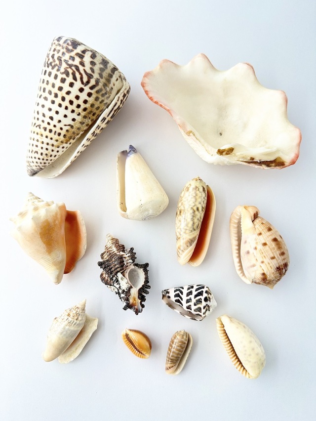 不思議発見セット【2～13cm程度/約12個】 En: Shells assorted(size