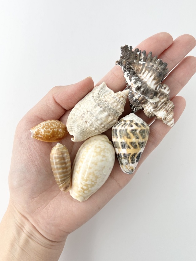 不思議発見セット【2～13cm程度/約12個】 En: Shells assorted(size