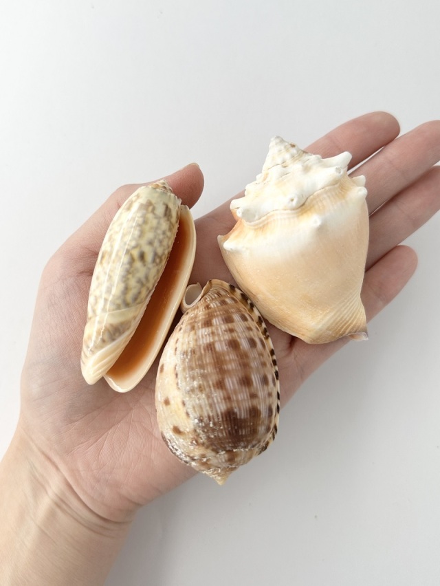 不思議発見セット【2～13cm程度/約12個】 En: Shells assorted(size
