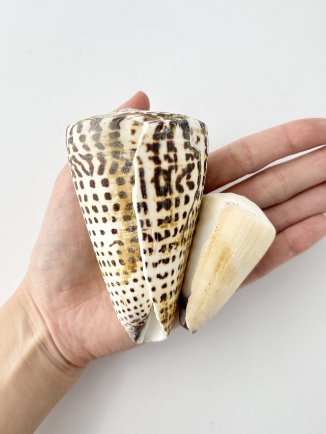 不思議発見セット【2～13cm程度/約12個】 En: Shells assorted(size