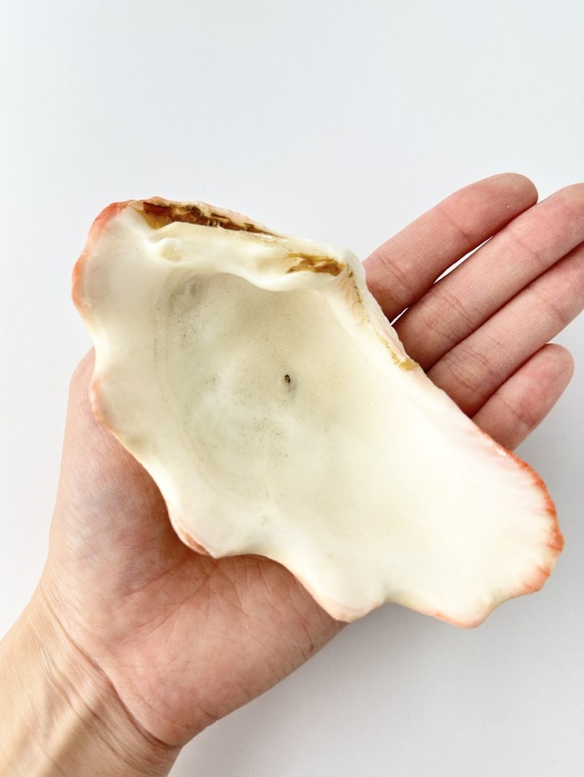 不思議発見セット【2～13cm程度/約12個】 En: Shells assorted(size