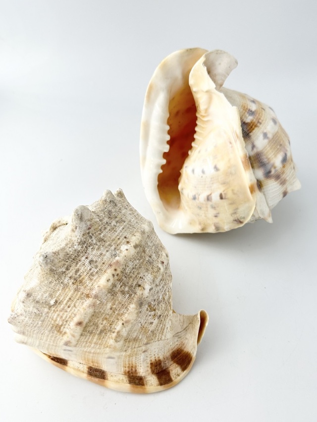 トウカムリ-B品-【16cm前後/1個】 - Not for overseas sale - 貝殻