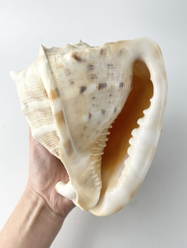 トウカムリ-B品-【16cm前後/1個】 - Not for overseas sale - 貝殻