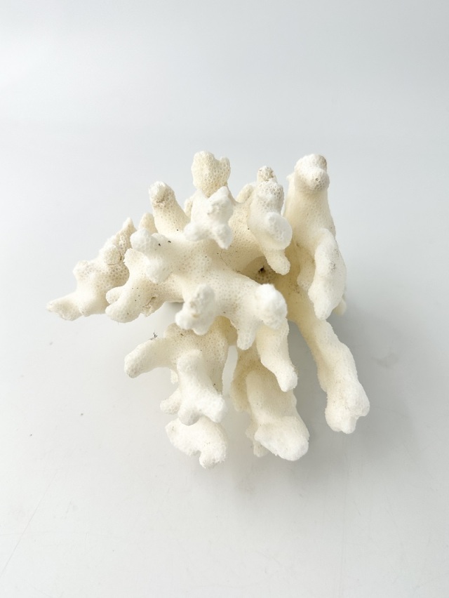 天然　サンゴ　珊瑚礁　白珊瑚（9800→8000円に値下げ） 天然サンゴ珊瑚礁白珊瑚（9800→8000円に値下げ）