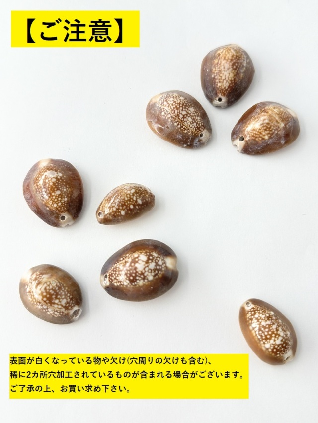 シェルパーツ ハナマルユキ (穴有)【約2.5～3.5cm/約500g】[メール