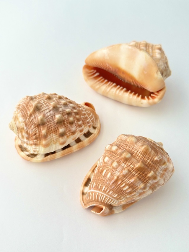 万年貝(マンボウガイ)【8cm前後/1個】En: Bull mouth helmet shell