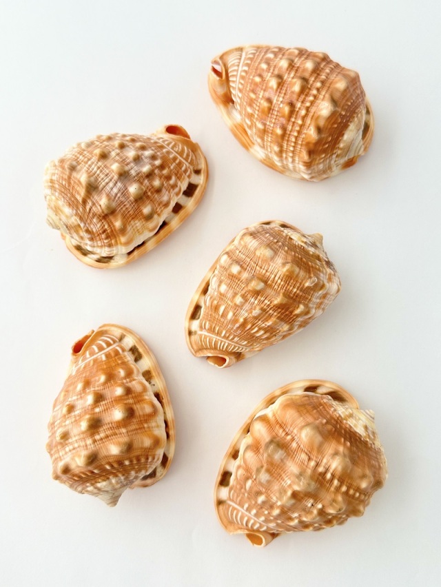 万年貝(マンボウガイ)【8cm前後/1個】En: Bull mouth helmet shell