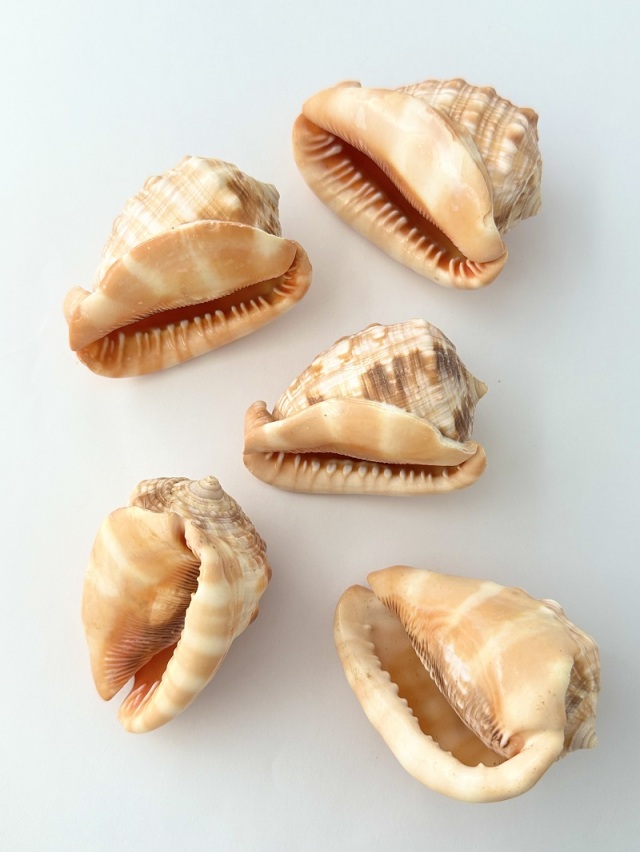 万年貝(マンボウガイ)【8cm前後/1個】En: Bull mouth helmet shell