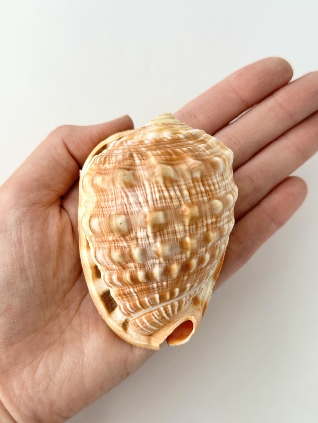 万年貝(マンボウガイ)【8cm前後/1個】En: Bull mouth helmet shell