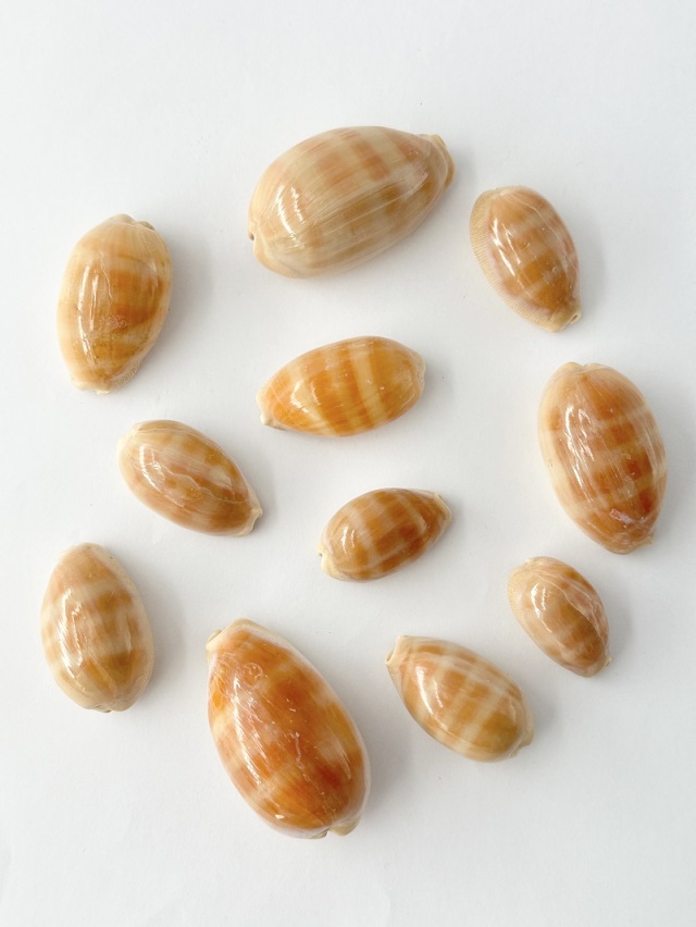 クチムラサキダカラガイ【約3～5cm/5個入】[メール便可-18袋まで] En