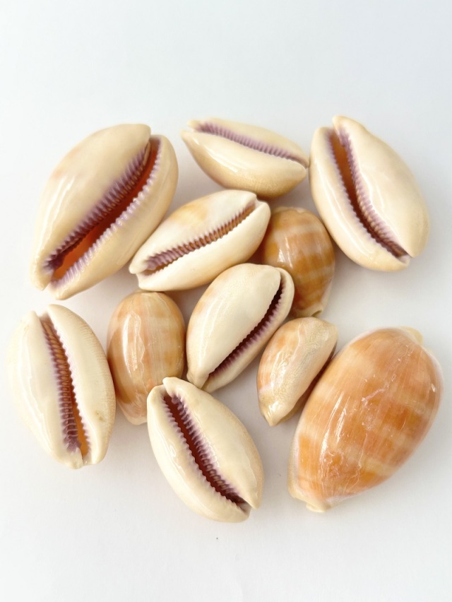 クチムラサキダカラガイ【約3～5cm/5個入】[メール便可-18袋まで] En