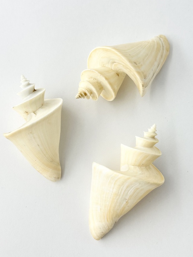 チマキボラ【約6.5～7.5cm/1個】 En: Thatcheria mirabilis (Size:6.5