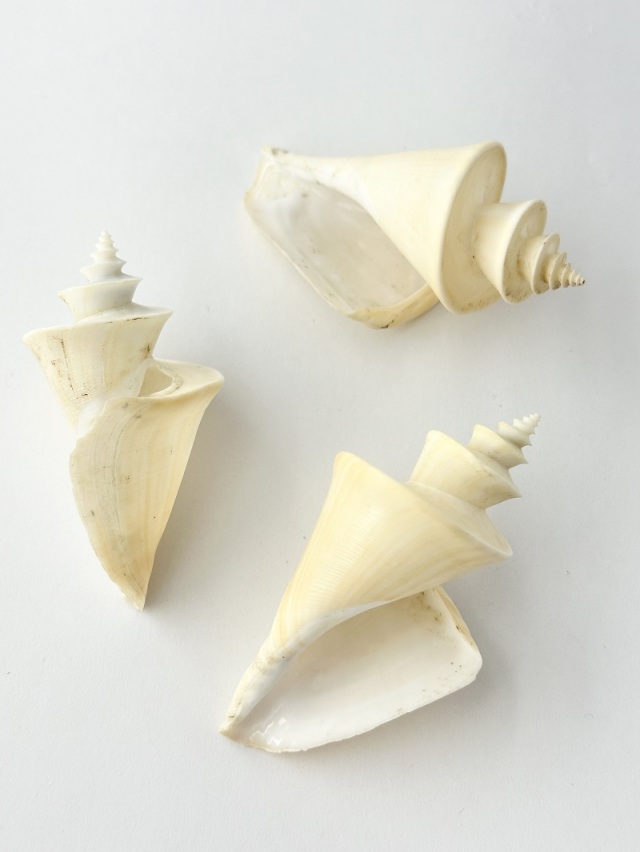 チマキボラ【約6.5～7.5cm/1個】 En: Thatcheria mirabilis (Size:6.5