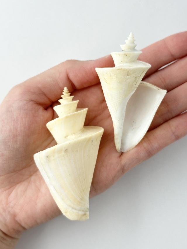 チマキボラ【約6.5～7.5cm/1個】 En: Thatcheria mirabilis (Size:6.5