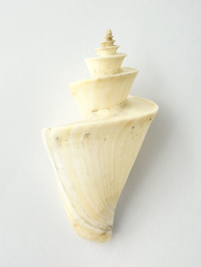 チマキボラ【約6.5～7.5cm/1個】 En: Thatcheria mirabilis (Size:6.5