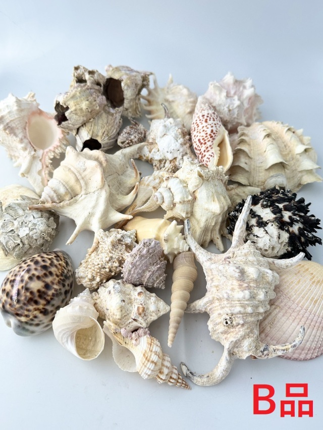 2月のお買い得 [特価]貝殻ごちゃまぜミックス -B品-□大きめサイズ