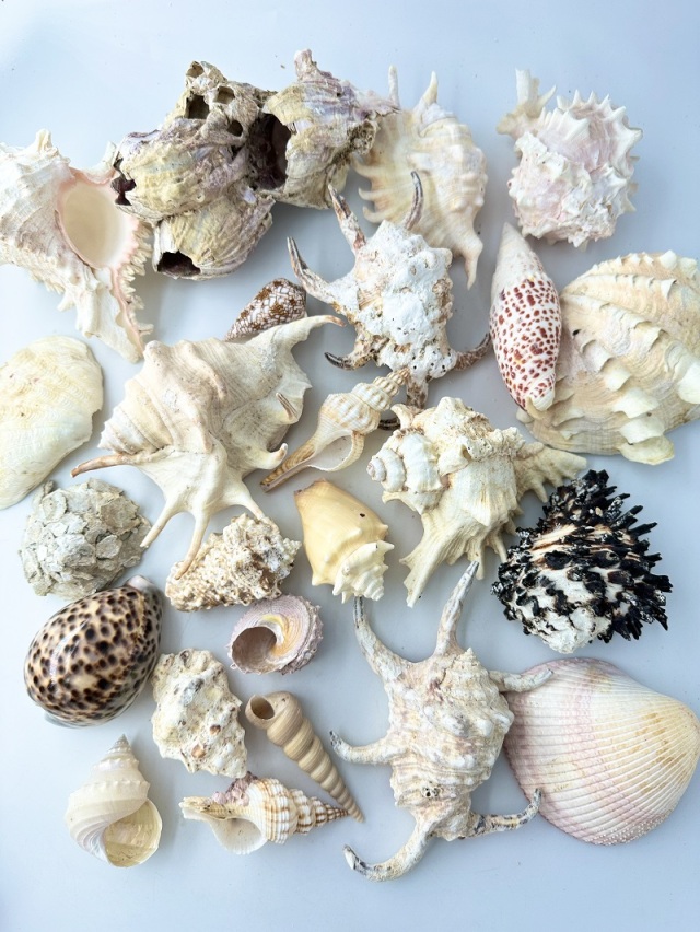 2月のお買い得 [特価]貝殻ごちゃまぜミックス -B品-□大きめサイズ