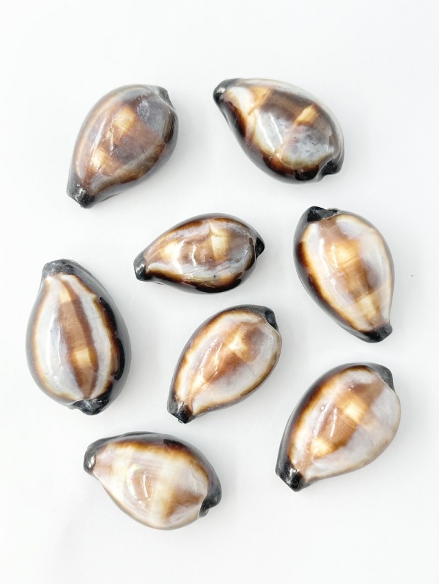 シプレアオニックス（クログチキヌタ）【約3～4cm/10個入】[メール便