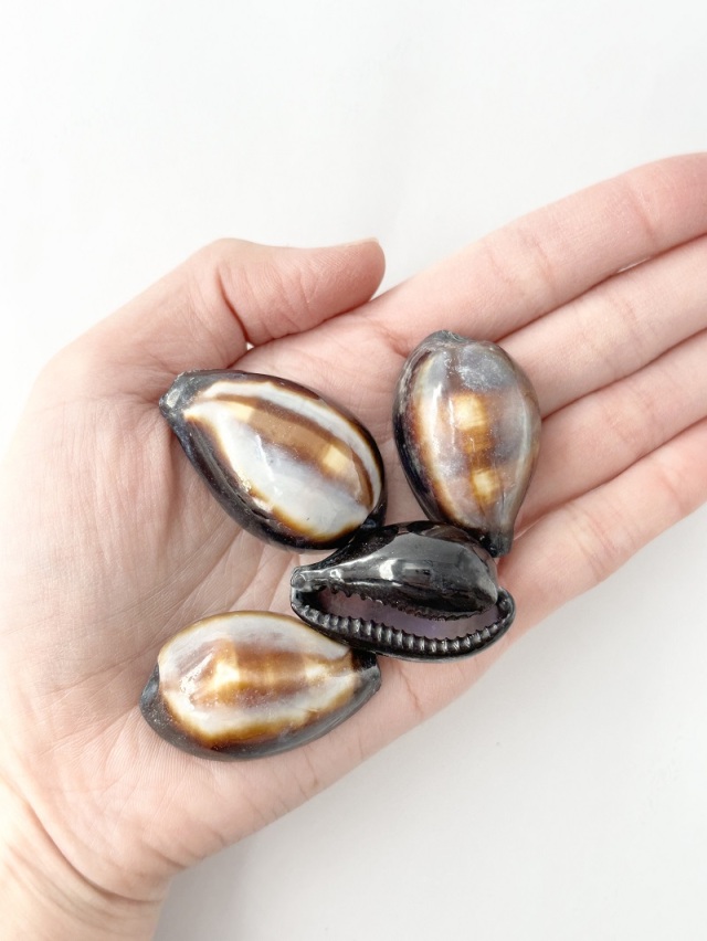 シプレアオニックス（クログチキヌタ）【約3～4cm/10個入】[メール便