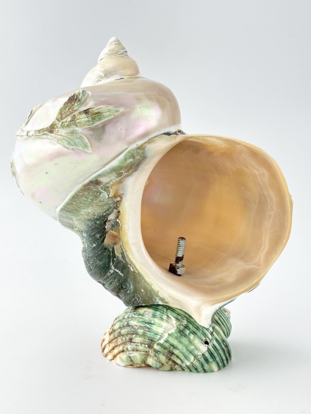 在庫処分品 -夜光貝(磨き)-【花】おまかせ発送【15～18cm程度/1個