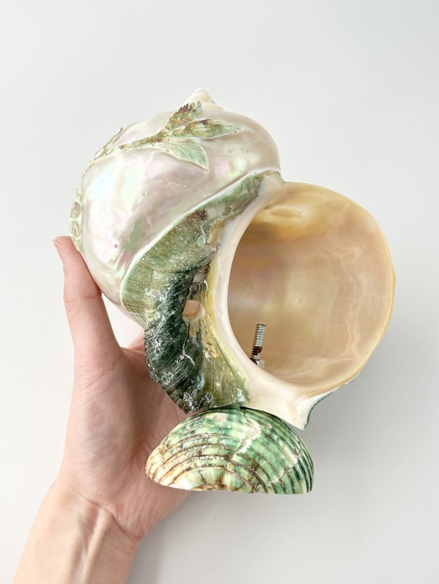 在庫処分品 -夜光貝(磨き)-【花】おまかせ発送【15～18cm程度/1個