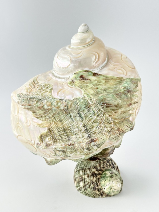 在庫処分品 -夜光貝(磨き)-【鳥】おまかせ発送【15～18cm程度/1個