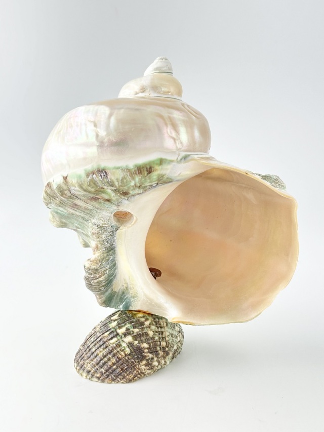 在庫処分品 -夜光貝(磨き)-【鳥】おまかせ発送【15～18cm程度/1個