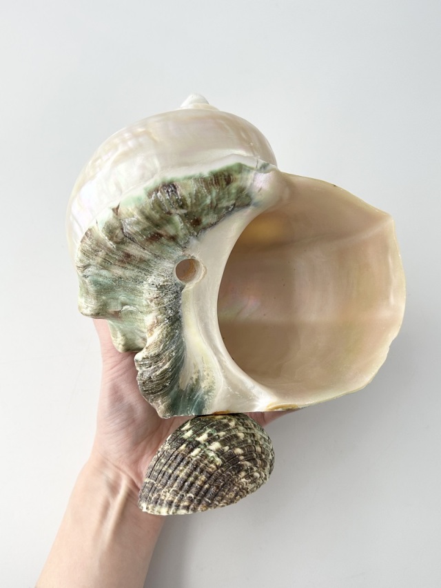 夜光貝 インテリア 在庫処分品 -夜光貝(磨き)-【鳥】おまかせ発送【15～18cm程度/1個